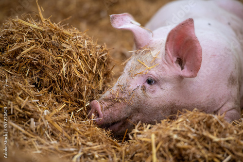 Schweinehaltung auf Stroh © MHP