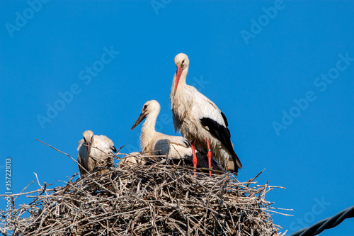 white stork ardeide nest with chicks sabbione reggio emilia photo