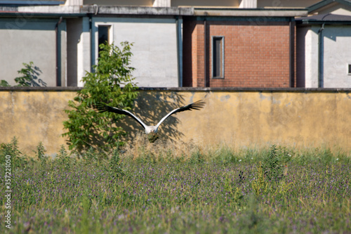 white stork ardeide nest with chicks sabbione reggio emilia photo