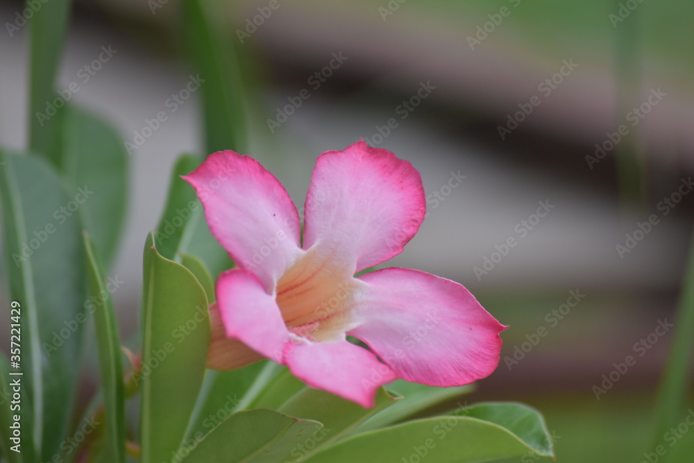 Obraz premium pink magnolia flower