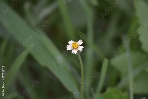 daisy in the grass