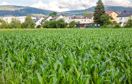 Pole kukurydzy. Uprawa zboz. Tereny wiejskie w Niemczech. Dojrzewajaca kukurydza. Ekologichna uprawa. Gospodarstwo rolne w Bawarii.