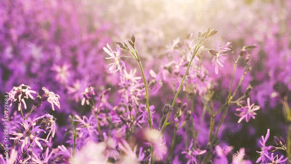 Beautiful pink field flowers on the summer sunset background Beautiful pink field flowers on the summer sunset background