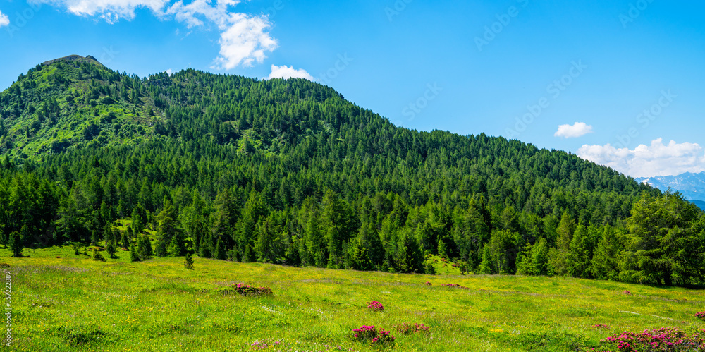 Panorama of beautiful countryside of Swiss Alps. Sunny afternoon. Wonderful springtime landscape in mountains. Grassy field and spring flowers. Rural scenery.