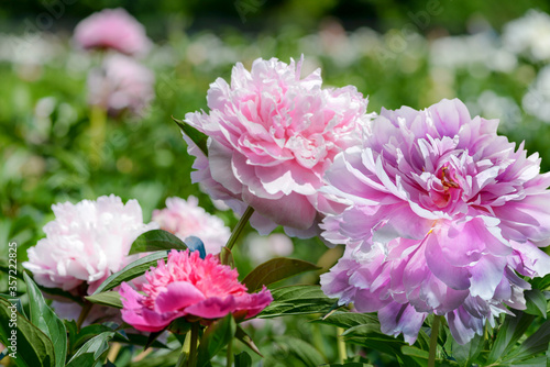 pink peony flowers in garden