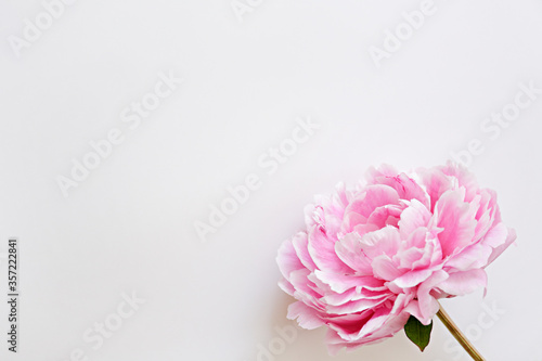 Studio shot of one beautiful peony flower over white background with a lot of copy space for text. Feminine floral composition. Close up, top view, backdrop, flat lay.