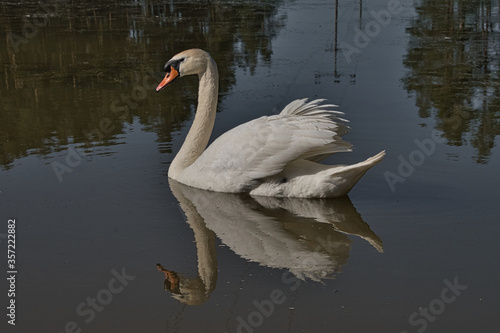 Ein wei  er Schwan posiert im See und spiegelt sich auf der Wasserobfl  che