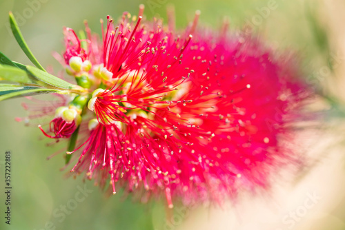 callistemon flower in very close up © Image'in