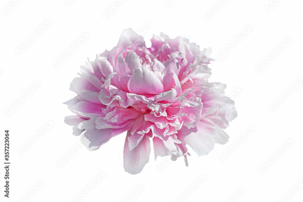 pink peony flower isolated on white background