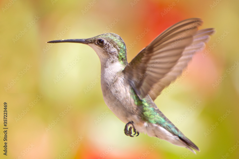 Naklejka premium Close Up View of a Hummingbird Hovering in Mid Air with Wings Fully Extended in a Louisiana Garden