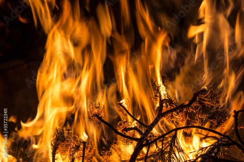 pine branch burns in a fire on a warm summer night