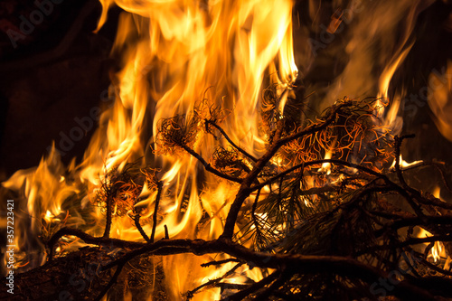 pine branch burns in a fire on a warm summer night