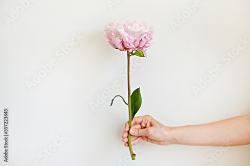 Cropped shot of female hand holding one bright peony with lush bud. Woman with single pink flower. White backgound, copy space for text. Top view, close up, minimalistic composition.