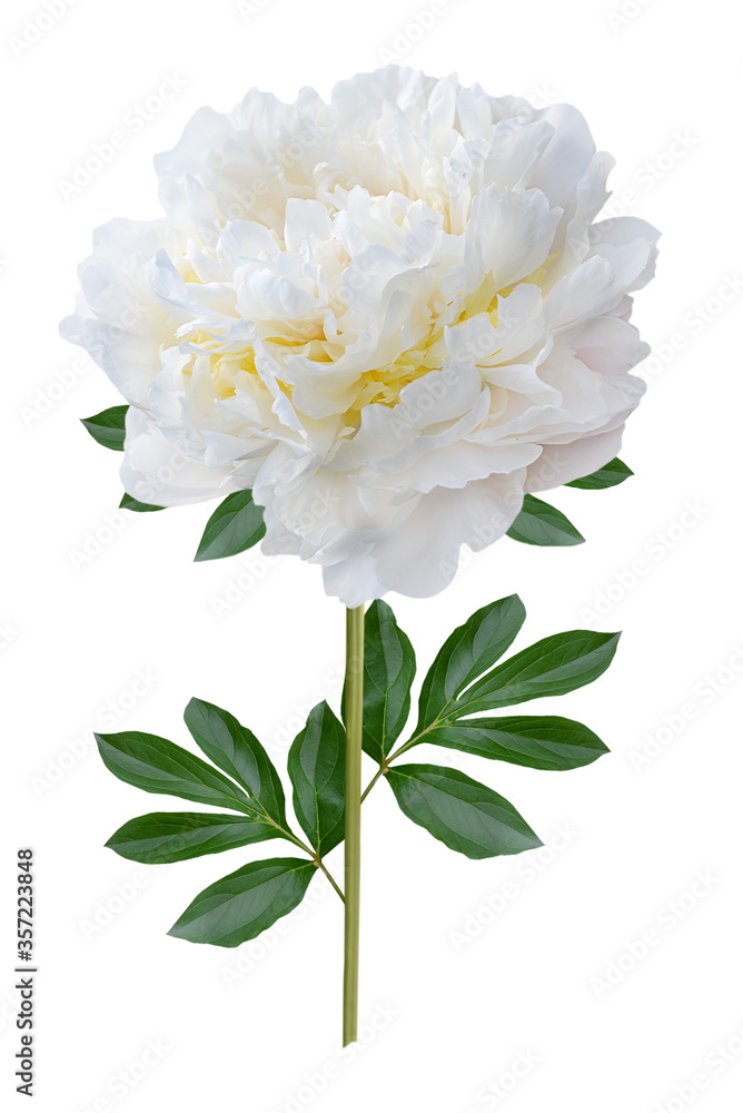 white peony flower with green leaves isolated on white background