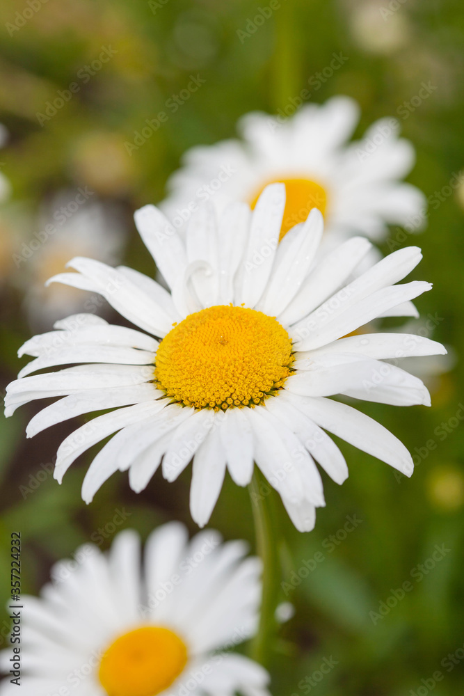Fototapeta premium Garden camomile with dew drops, close-up