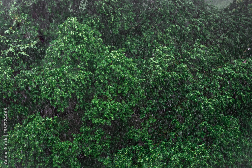summer rain pours on a continuous background of green foliage summer rain pours on a continuous background of green foliage