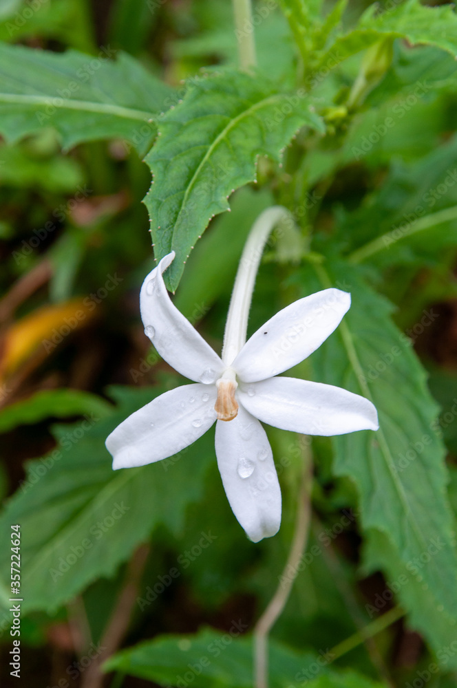 A beautiful white single tropical flower Star of Bethlehem (Hippobroma longiflora) a member of Bellflower, Family Campanulaceae A beautiful white single tropical flower Star of Bethlehem (Hippobroma longiflora) a member of Bellflower, Family Campanulaceae
