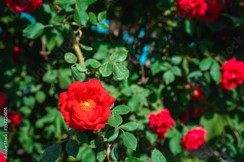 Rose bush with blooming red buds