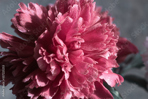 The peony bud with dew drops. Pink flower with water drops