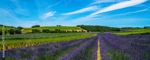 Lavender field and vineyards in sunlight. Beautiful rural landscape. Image for natural background. Blooming rows lavender flowers. Gordes, Vaucluse, Provence, France, Europe.