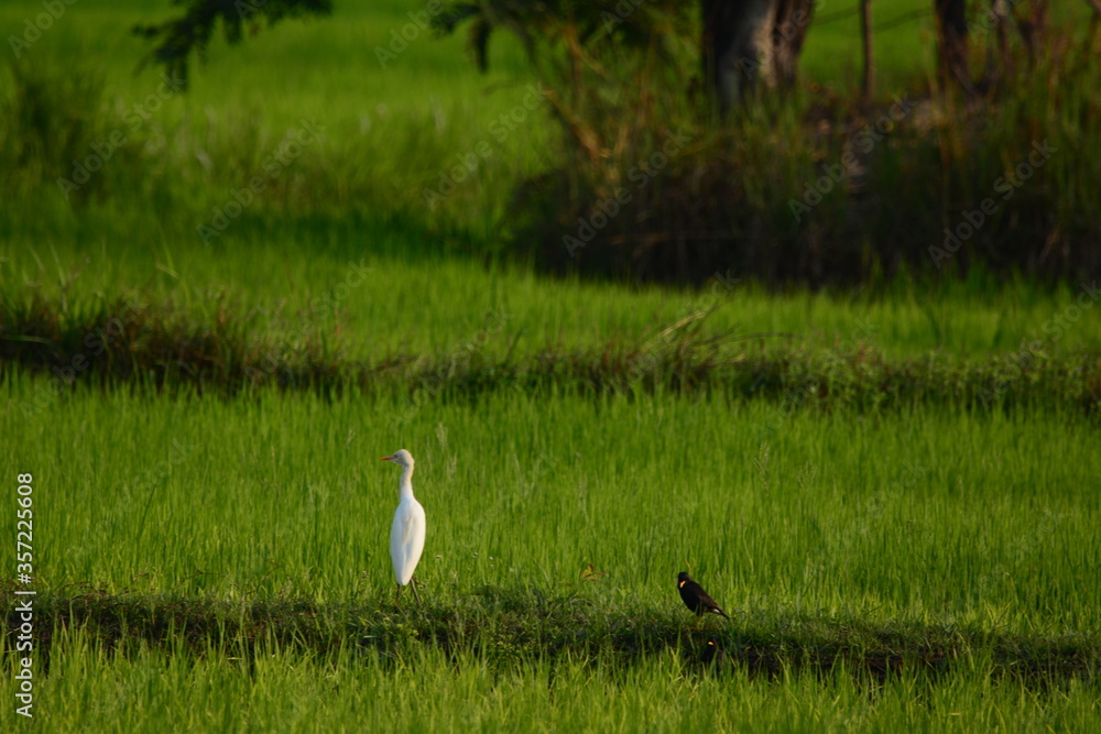 Heron is on a grass Heron is on a grass