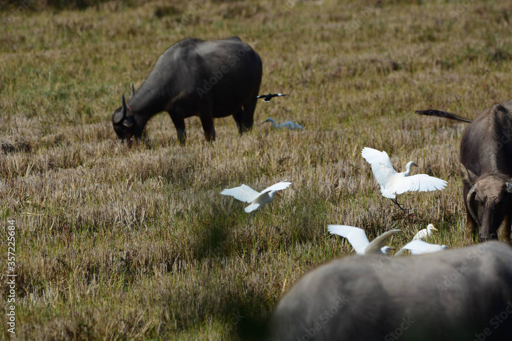 Heron is flying on a grass and a buffalo Heron is flying on a grass and a buffalo
