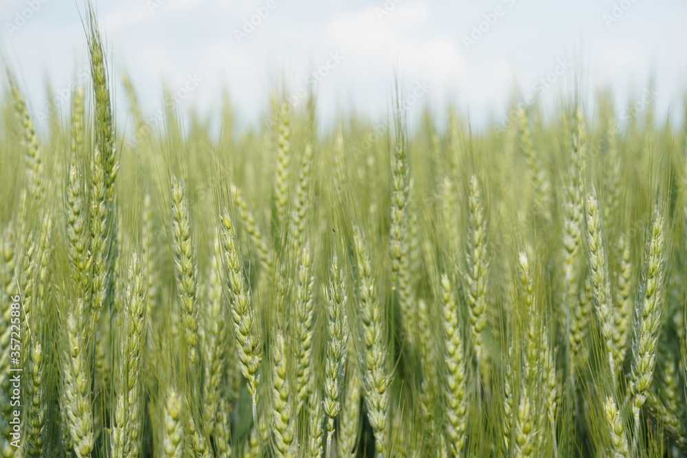 Wheat fields Wheat fields