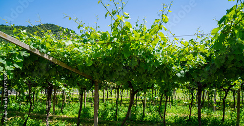 Beautiful nature background. Organic vineyards. Grape rows on vineyard in Austria.