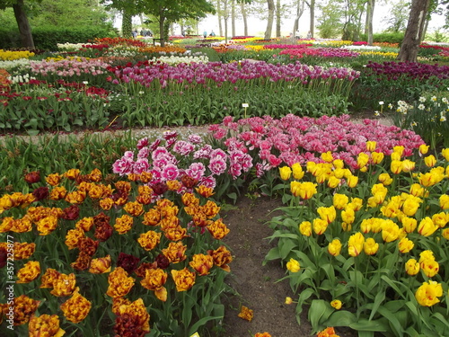 Park mit Tulpen in Holland