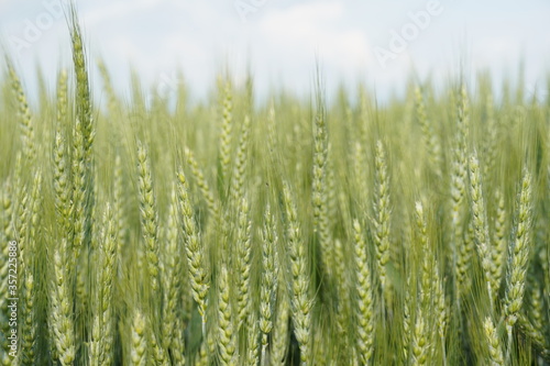 Wheat fields 