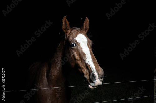 portrait of a horse © Patricio J. Marcó