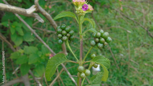 flower of a plant