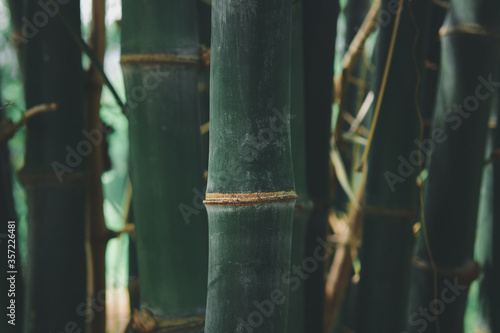 bamboo (Dendrocalamus sericeus Munro) forest in Thailand