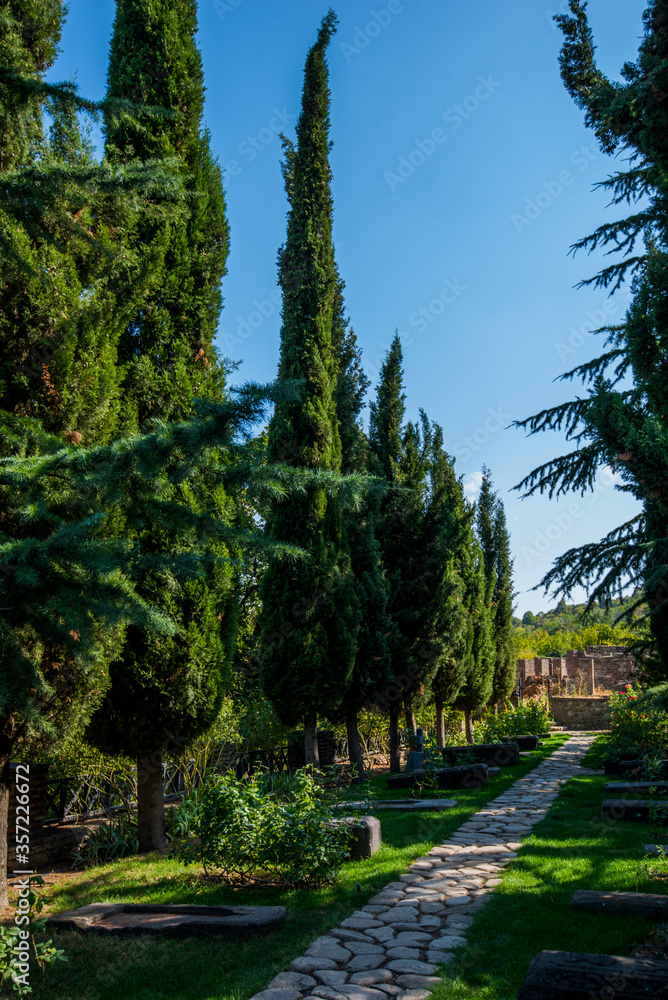 Tuscan view with cypress trees. Colorful summer garden view of Italian countryside. Countryside background. Beautiful tall cypress tree with blue sky above. Tuscan view with cypress trees. Colorful summer garden view of Italian countryside. Countryside background. Beautiful tall cypress tree with blue sky above.