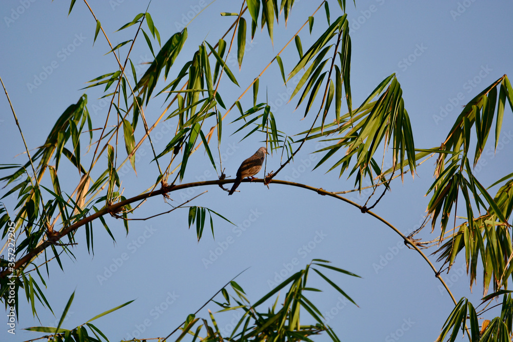 Fototapeta premium Spotted Dove is on a branch