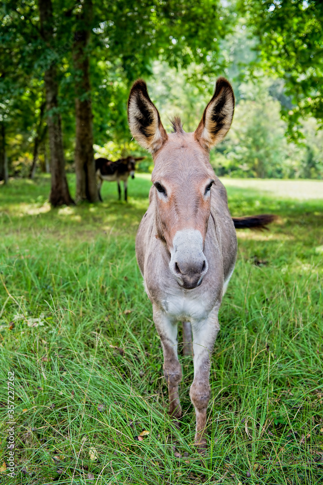 Frontal View of a Donkey in a Shady Rural Setting in Central Louisiana