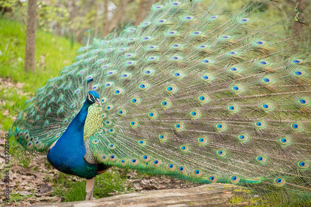 Obraz premium Proud Male Peacock Displaying Tail Feathers in Woodland Setting