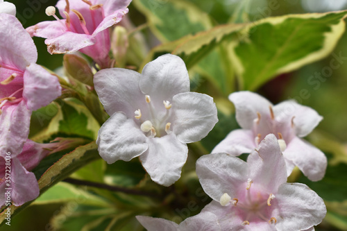 Fototapeta Naklejka Na Ścianę i Meble -  Blüte der Weigelie helles Rosa und Weiß als Bienenweide, Wildbienen in den Garten locken, Bienenfutter gegen Bienensterben