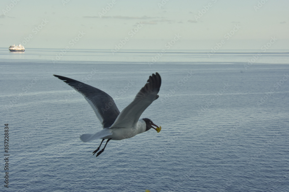 Fototapeta premium FLYING