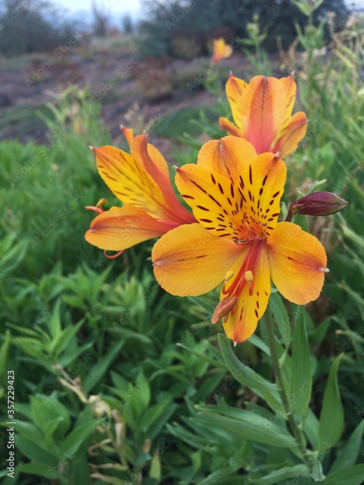 Fototapeta premium orange and yellow flower