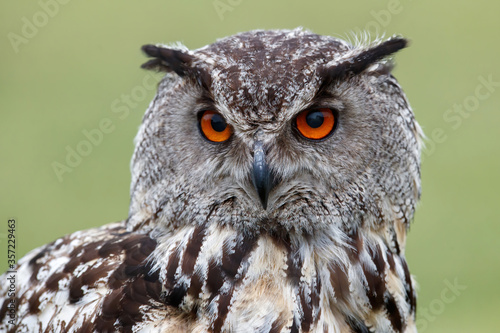 Portrait of a European Eagle Owl (Bubo bubo) with a green meadow in the backgroufd in Gelderland in the Netherlands.