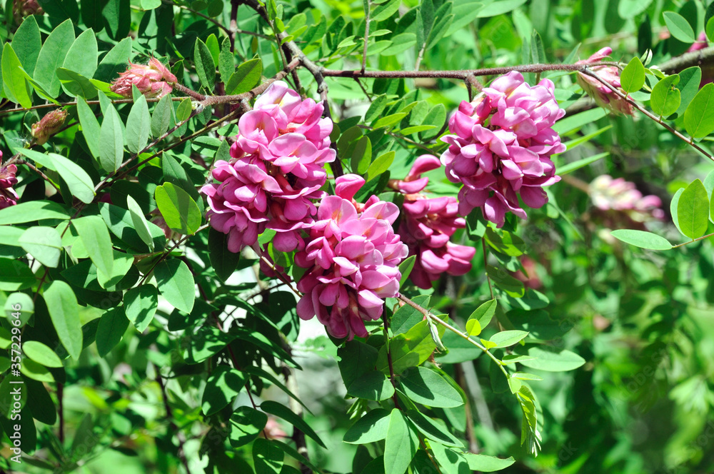 pink acacia flowers on a bush of natural acacia during spring flowering pink acacia flowers on a bush of natural acacia during spring flowering