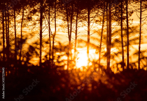 beautiful sunrise over the forest
