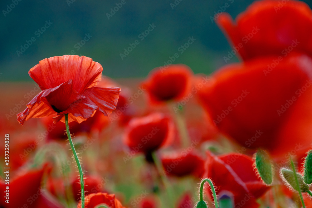 Obraz premium red poppy bloom on meadow in evening light. wonderful nature background in summer landscape