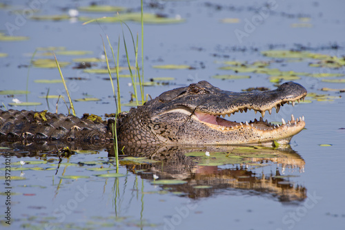 American Alligator in Southwestern Louisiana Marshland 