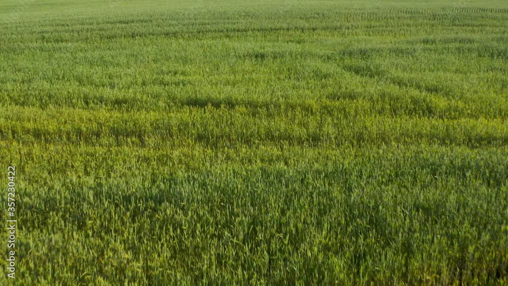 Aerial flying above stunning green wheat field swaying in the wind, forests, river, roads and water channel on country farmland. Aerial flying above stunning green wheat field swaying in the wind, forests, river, roads and water channel on country farmland.