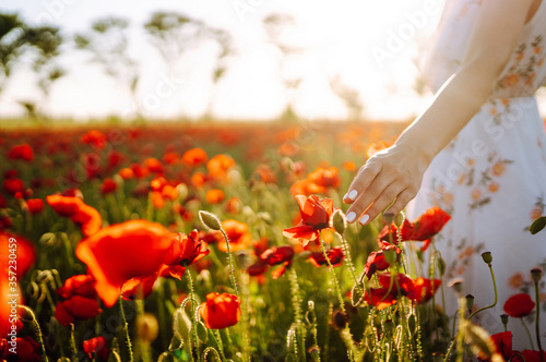 Woman hand touching poppy flowers in the field in summertime. Poppy field at sunset.  © maxbelchenko