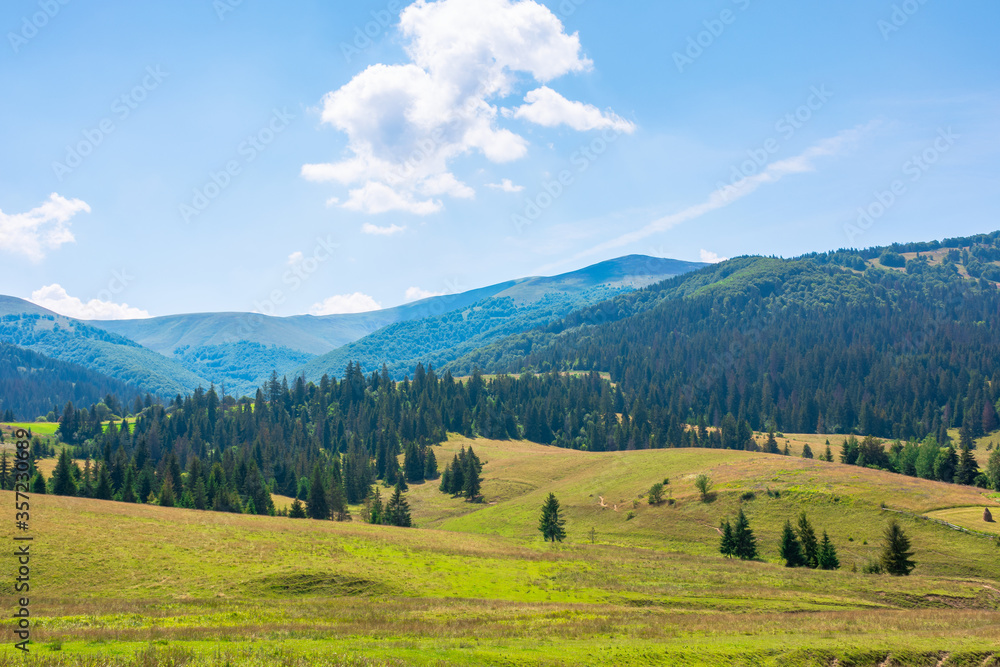mountainous rural landscape. beautiful scenery with trees and fields on the rolling hills at the foot of the borzhava ridge. natural and sustainability development concept
