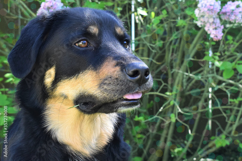 portrait of a black dog with flowers