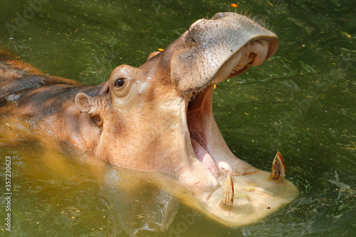 hippopotamus In the river at thailand